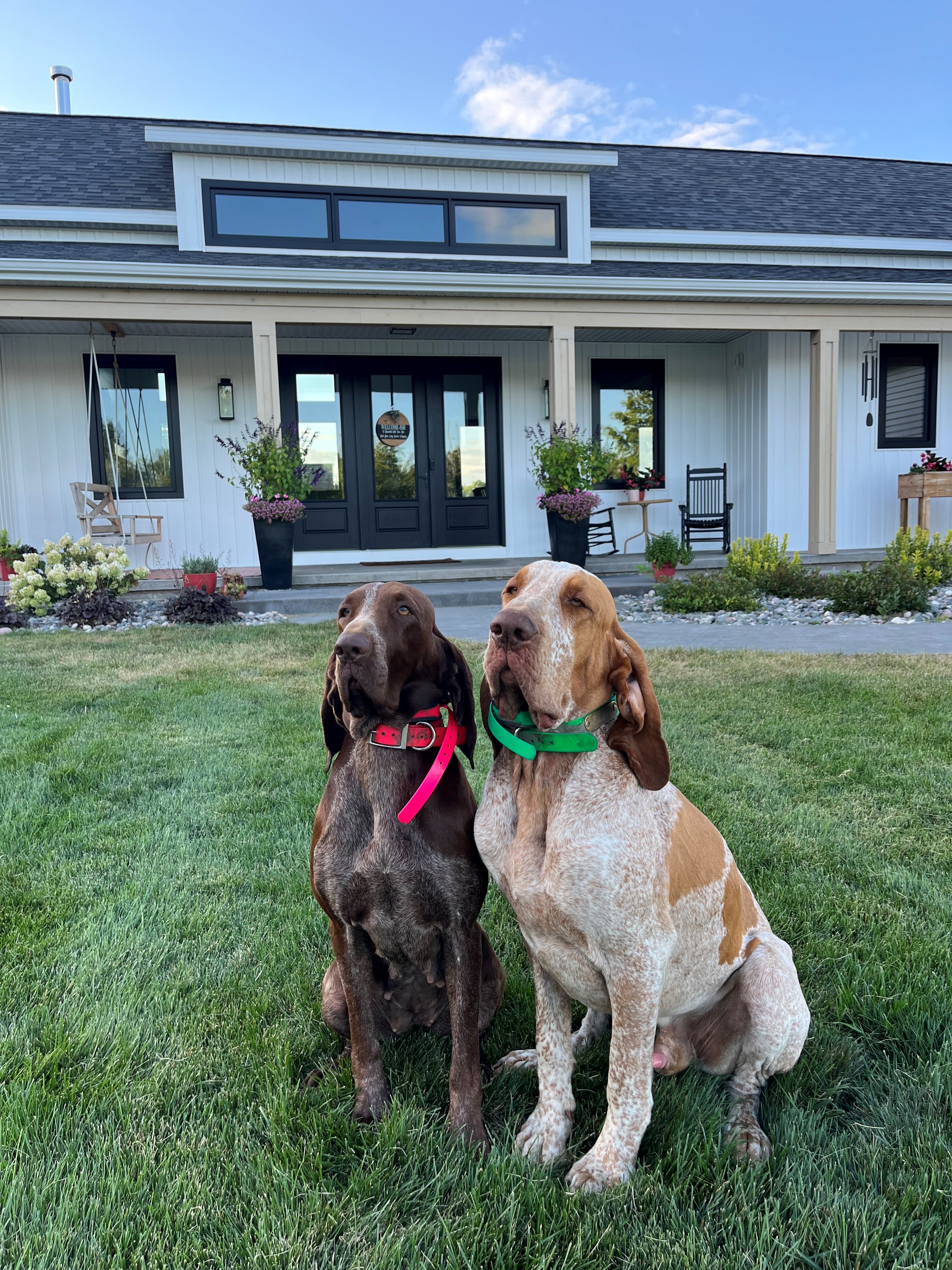 Deep River Bracco Italiano